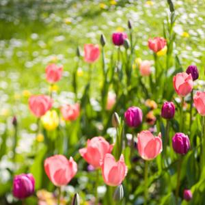 Весенняя и осенняя посадка цветов тюльпанов