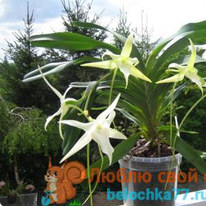 Капризная орхидея: как правильно ухаживать за тропической красавицей Орхидеи уход за ними в домашних
